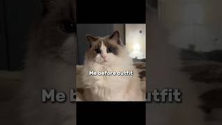 I Thought My Pet Looked Cute… Then It Became a Fashion Icon 🐾🔥 #cat #catmodel #transformation