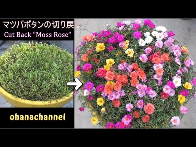 マツバボタンの切り戻し How To Cut Back Portulaca Grandiflora Moss Rose Youtube