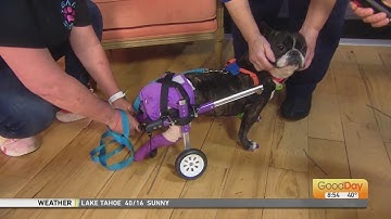 March Muttness: Paws for Julia