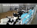 Five-bay calf shed in Tipperary Five-bay calf shed in Tipperary