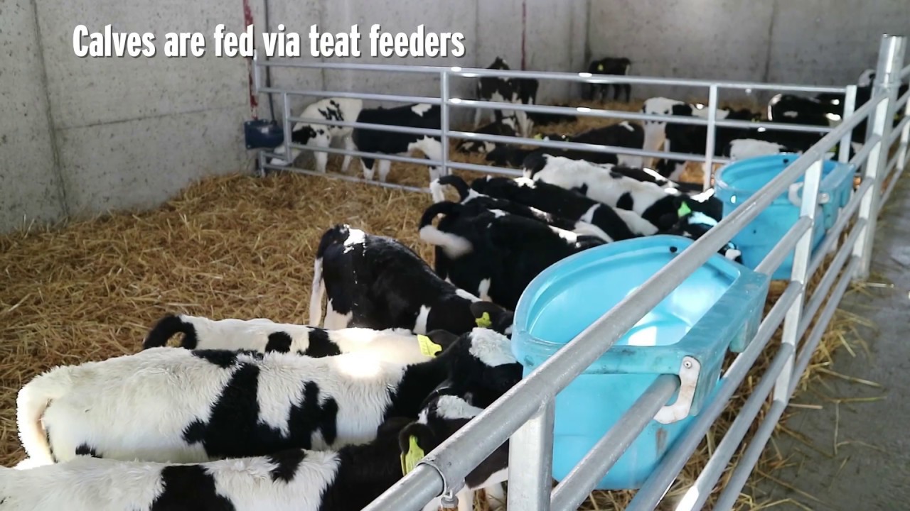 Five-bay calf shed in Tipperary - YouTube