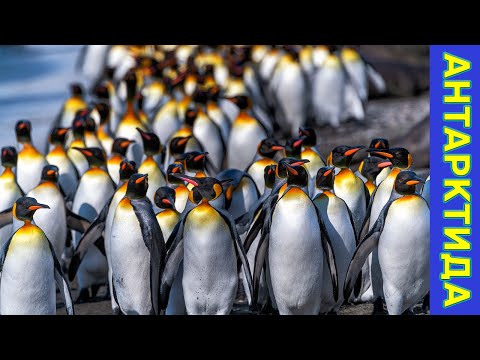 Видео: Продается один из крупнейших Фолклендских островов и его колония пингвинов