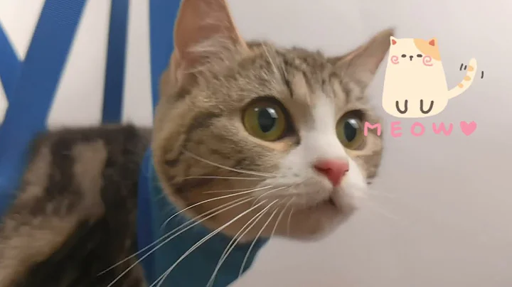 Video 9350351: cat grooming bath, cat grooming pets, cat cleaning grooming, cat grooming dog