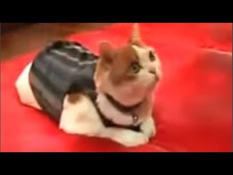 Kỳ lạ mèo ăn chay niệm Phật, phủ phục trước tượng Phật tổ - youtube