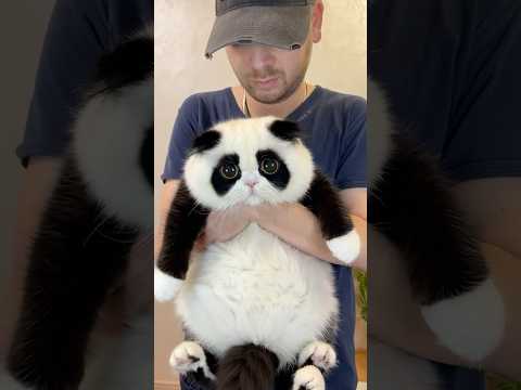 🐼 Самый милый «кот-панда» — невозможно устоять!