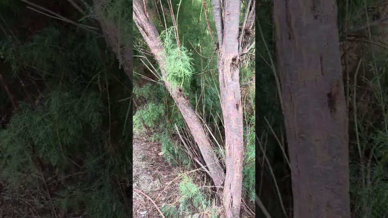 Invasive Salt Cedar Tamarisk