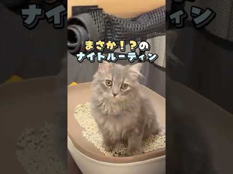 猫姉妹のナイトルーティンが可愛すぎた#ラグドール #サイベリアン #猫 #cat #猫のルーティン