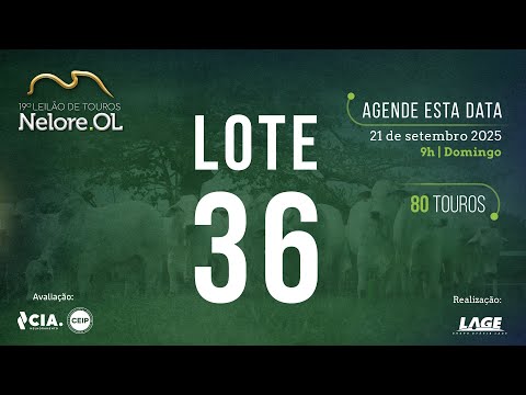 LOTE 36 V90888 - 19º Leilão de Touros Nelore OL