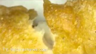McDonalds Chicken McNuggets Under A Microscope: Found Suspicious Blue Objects & Strange Fibers