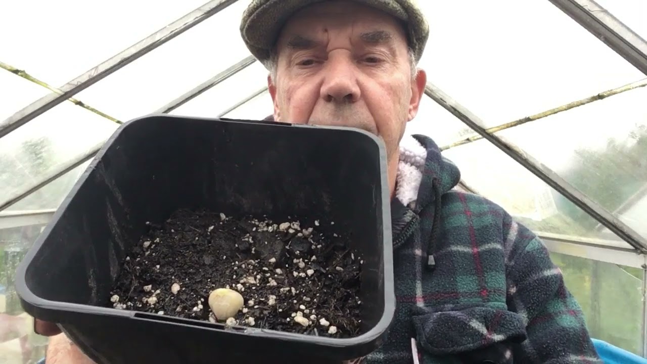 wind and rain stopped outside planting,so its into the greenhouse for potting,oct 2024
