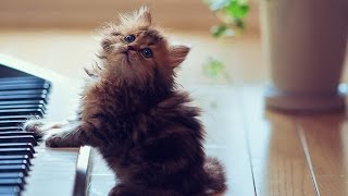 Кот Моцарт))))))))))))))))))))))))))))))) Кот Моцарт)))))))))))))))))))))))))))))))