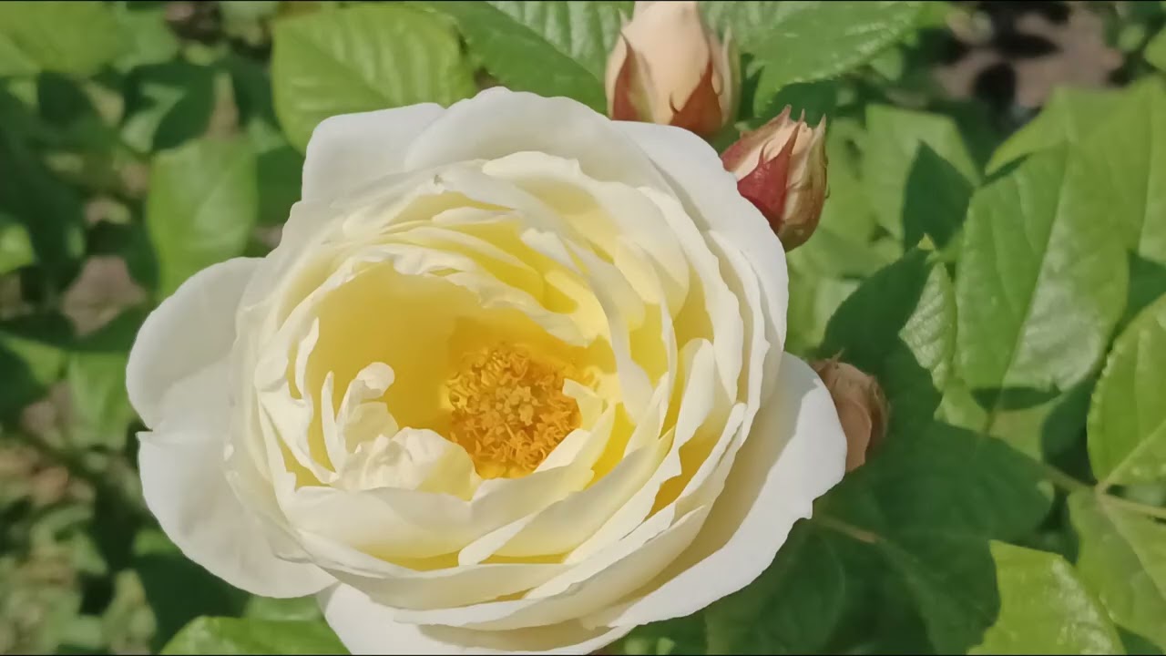 ROSES dream, YelloW vid РОЗЫ Желтые