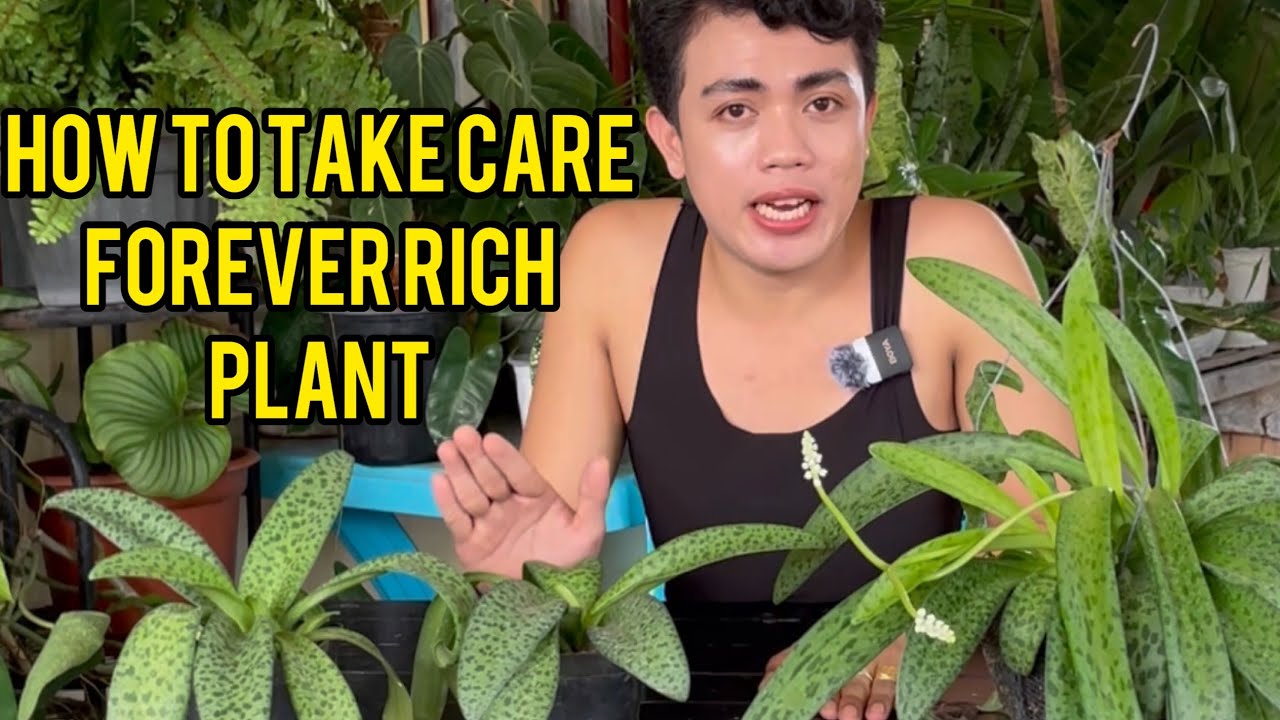 COMPLETE CARE TIPS OF FOREVER RICH PLANT YouTube complete-care-tips-of-forever-rich-plant-youtube