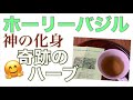 神の化身？奇跡のハーブ｢ホーリーバジル｣トゥルシーの効果✨ 219/1000