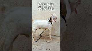 2027 Ke Liye Ek Number Kid’s Home Breed