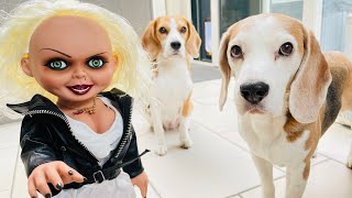 Dogs vs Chucky's Bride PRANK : Funny dogs Louie & Marie