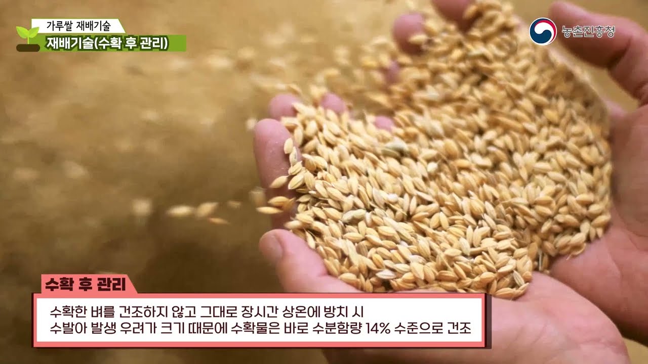 가루쌀 재배기술