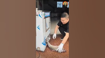 Fish Cutting Machine  #youtubeshorts #youtubeshortsvideo