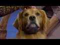 Golden Retriever at 2018 National Dog Show, Sporting Group.