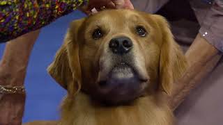 Golden Retriever at 2018 National Dog Show, Sporting Group.
