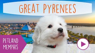 Great Pyrenees Fun Facts by Petland Memphis 33 views 3 months ago 1 minute