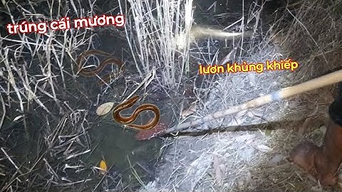 Chạy gần 10 cây số chích trúng mánh cái mương lươn cá lóc khủng khiếp | kích cá miền tây 