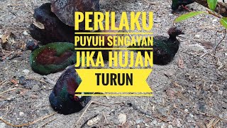 BURUNG SIAU / PENIOL / PUYUH SENGAYAN / JIKA TURUN HUJAN, INI YANG MEREKA LAKUKAN. PART 7