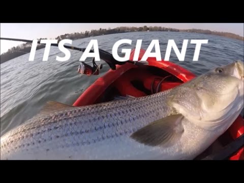 How To Use Jerkbaits for Striper @ The California Aqueduct