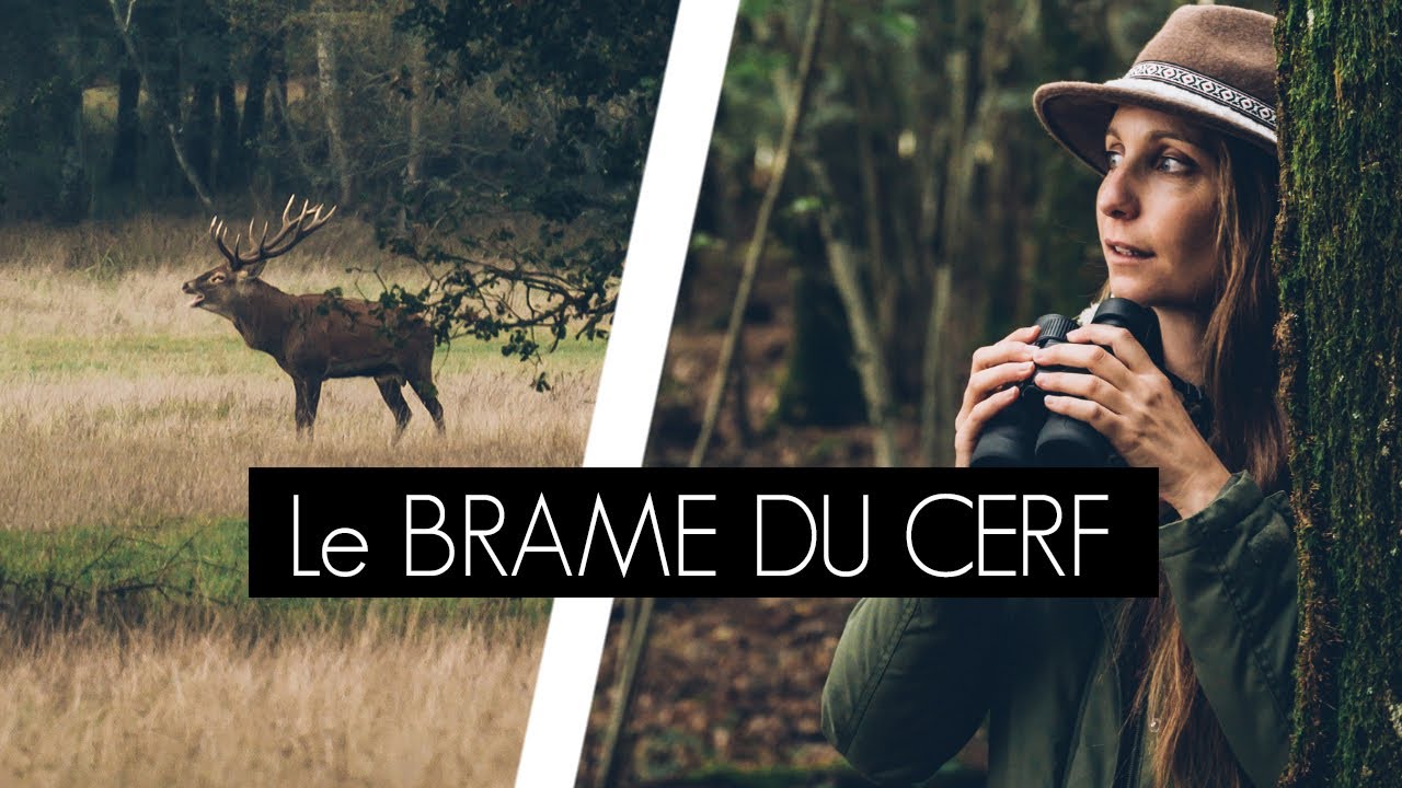 VOIR LE BRAME DU CERF EN SOLOGNE