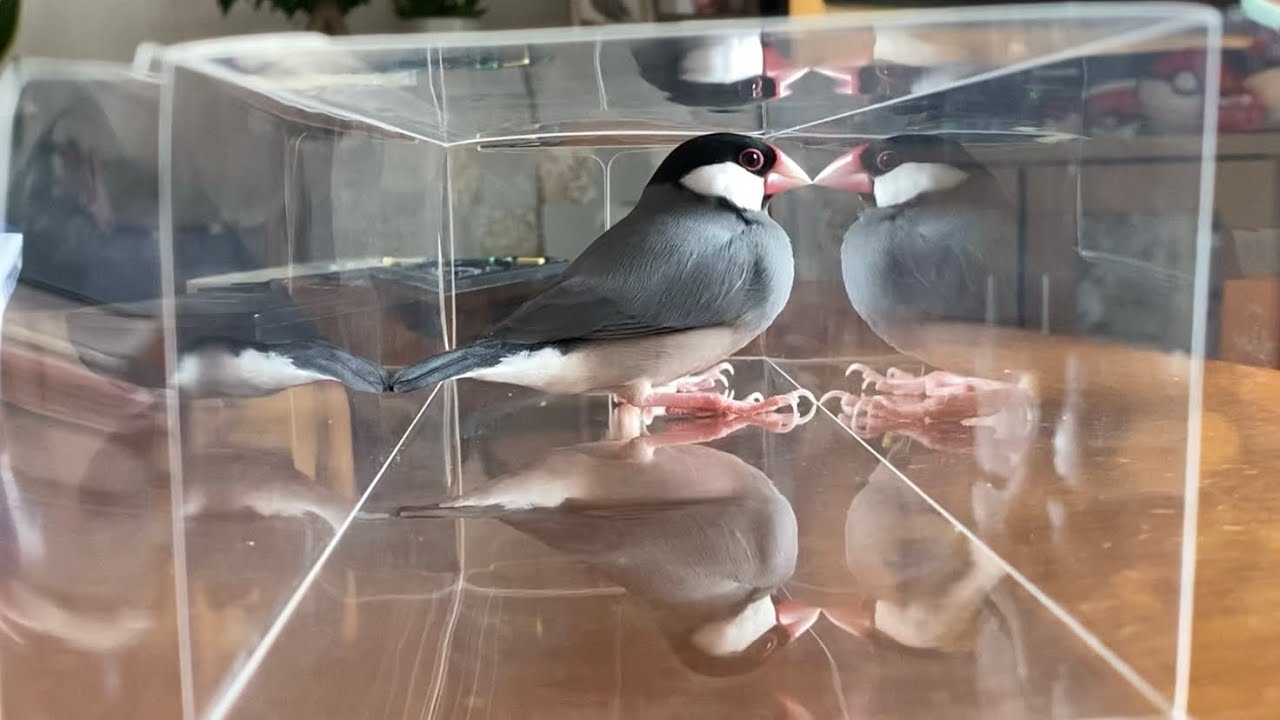新たな遊び場が楽しい文鳥 - YouTube