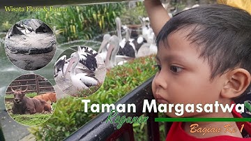 Keseruan Burung Pelikan dan Hewan Lainnya - TAMAN MARGASATWA RAGUNAN Jakarta 2023 | Bagian 1