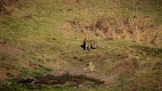 Lion cubs doing what they do.