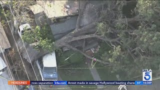 Giant tree crushes Monrovia home, trapping residents inside