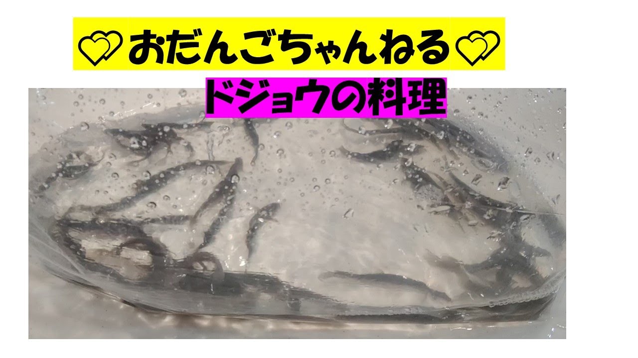 ドジョウの料理作ってみたよー 美味しいよー Youtube