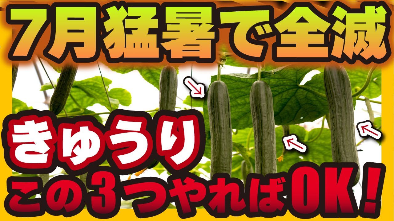 きゅうり】7月の暑さで全滅！きゅうり、これをやれば大丈夫です