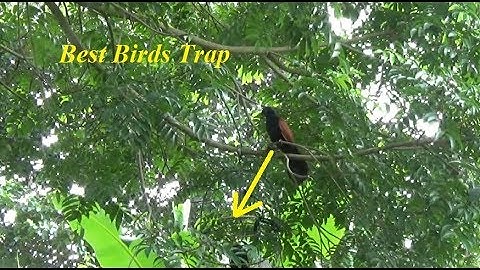 Best Birds Trap| Trapping Wild Birds Coucal(Centropus) Interesting, Catch The Fierce Bird (9/9/2017)
