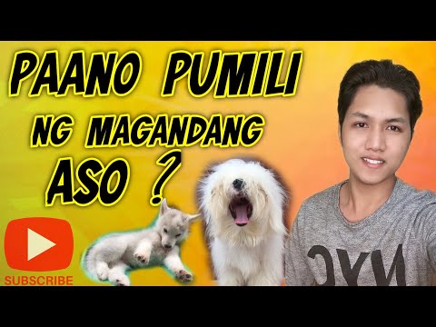 Video: Paano Pumili Ng Husky Puppy