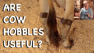 Are Cow Hobbles Useful? - FHC Q & A
