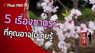 5 เรื่องซากูระที่คุณอาจไม่เคยรู้ : ดูให้รู้ Dohiru [CC] (9 พ.ค. 64)