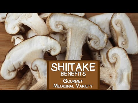 Shiitake Mushroom, The Gourmet and Medicinal Variety