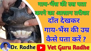 How to check cow age by teeth | Cattle age by teeth | Vet Guru Radhe
