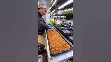 Let’s grow #wheatgrass and #barley grass. 🌾 #grains #indoorfarming #indoorgardening