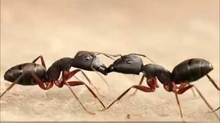 هل تعلم ان هناك ما يسمى  بالنمل السفاح