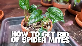 HOW TO GET RID OF SPIDER MITES ON HOUSEPLANTS | Identifying And Treatment!