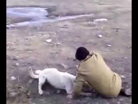 собака бухает. собака пьяного мужика. собака пьяного мужика. собака пьяного мужика. собака изнасилова человека.