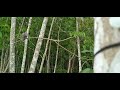 Pikat Terkukur Ranting Mp3 - Mp4 Download