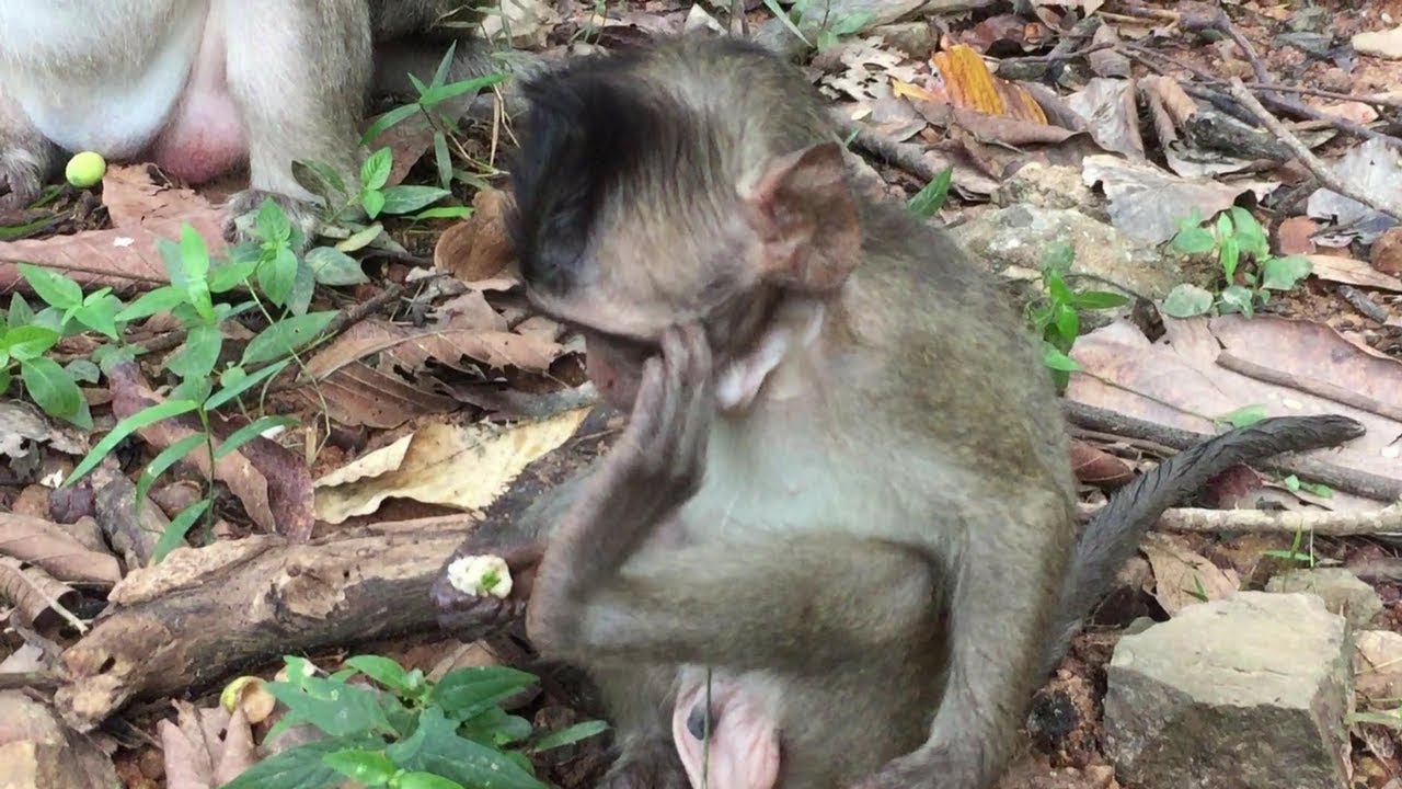 What A Smart Charles Baby Monkey! Monkey Life At Angkor Wat