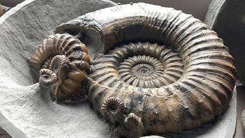 Jurassic Coast Fossils