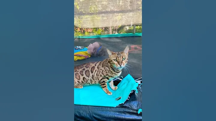 Watch the video about My Tired Bengal Cat Follows Me Everywhere | Inside & Outside Adventure