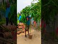 রেড আইভরি, চেংমাই চাকাপাত ও জাপানি মিয়াজাকি আম গাছের চারা | ফলসহ বিরল বিদেশি আমের সংগ্রহ